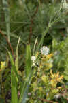 Southern rattlesnake master